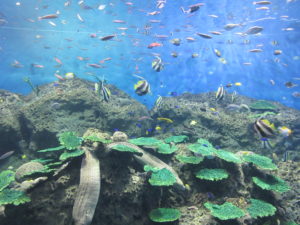 絶品生しらす丼からアクアワールドまで徒歩で大洗を観光