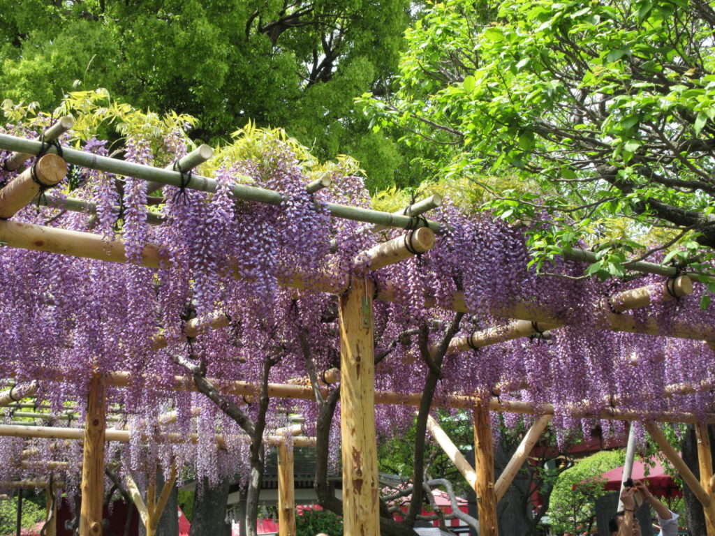 東京一の藤の名所 亀戸天神社の藤まつりに行きました 旅のときめき