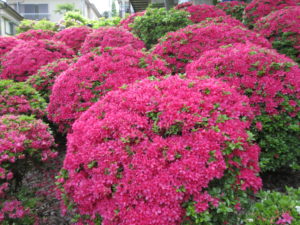根津神社のつつじまつりで3000株のつつじを見てきました