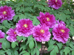 金色に輝く上野東照宮で今が見頃のぼたん祭を鑑賞してきました