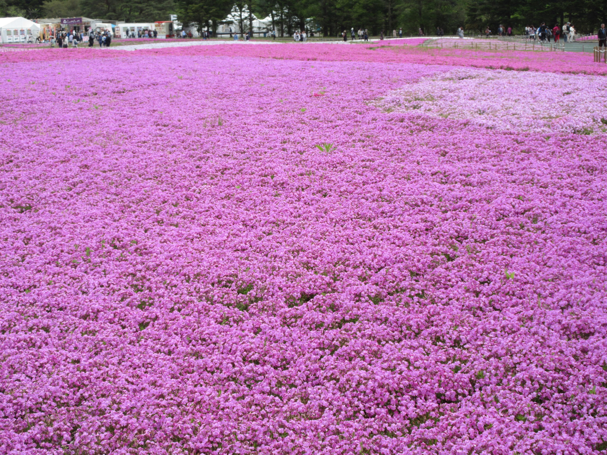 首都圏最大級の芝桜 山梨県の富士芝桜まつりに観光してきました 旅のときめき