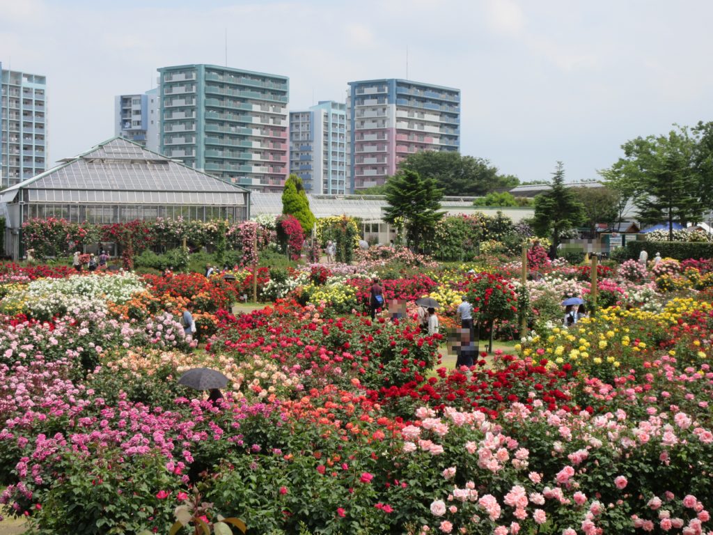 千葉県の京成バラ園で1万株のバラが咲くローズフェスティバルが圧巻 旅のときめき