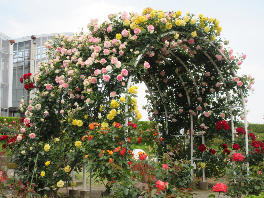 国内最大級 3万株のバラが咲く茨城県フラワーパークのバラまつりに行きました 旅のときめき