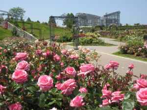 国内最大級！3万株のバラが咲く茨城県フラワーパークのバラまつりに行きました