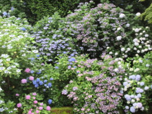 満開のあじさいに感動！7500株のあじさいが咲く高幡不動尊に行きました