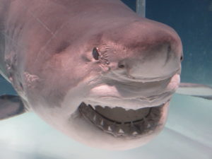 子供から大人まで大興奮、国立科学博物館の海のハンター展を見に行きました