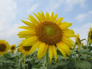 55万本の向日葵が咲く座間市ひまわりまつりへ行きました