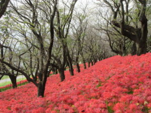 土手を覆い尽くす無数の彼岸花、権現堂堤の曼珠沙華を見に行きました
