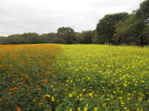 都内最大550万本のコスモスが美しい昭和記念公園のコスモスまつりに行きました