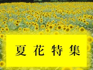 暑さも忘れる感動、夏に行った関東の花の名所を紹介