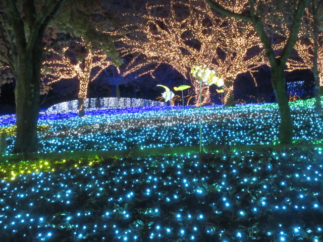 光の海のクマノミとカメ