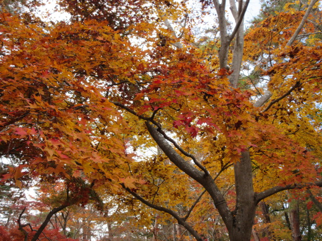 月の石もみじ公園の黄葉
