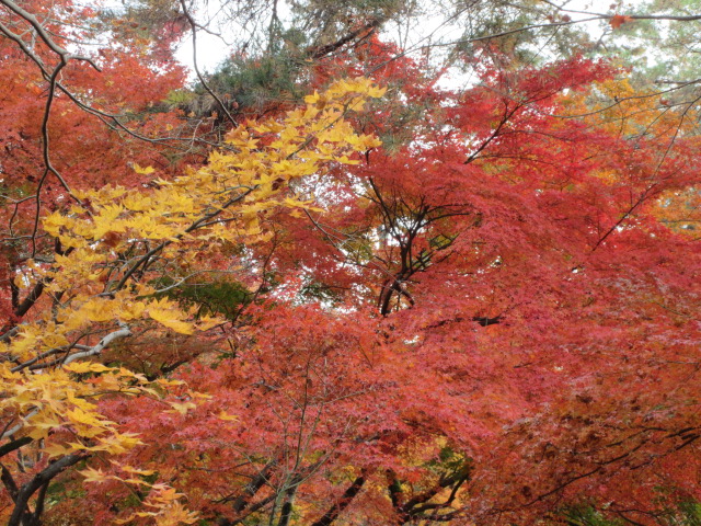 無数に生い茂る赤赤色と黄色の葉