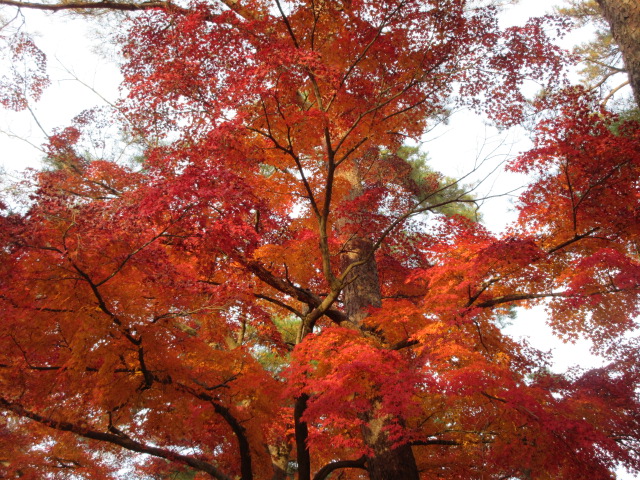 オレンジ色の紅葉