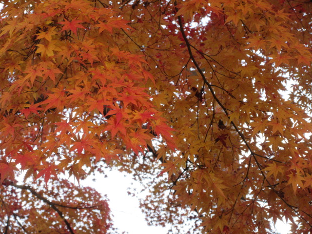 カエデのアップ