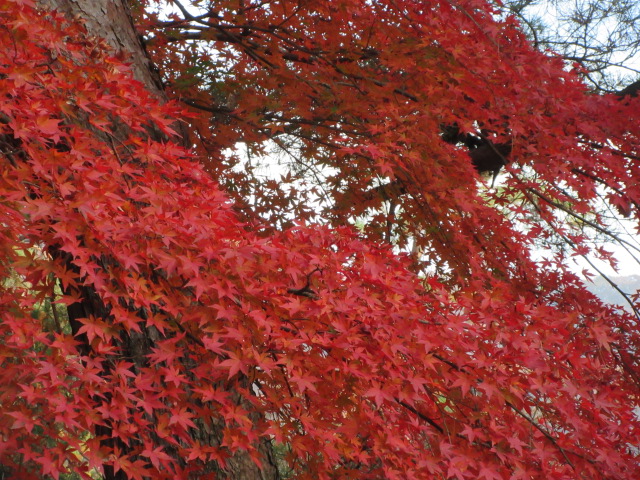 月の石もみじ公園の紅葉