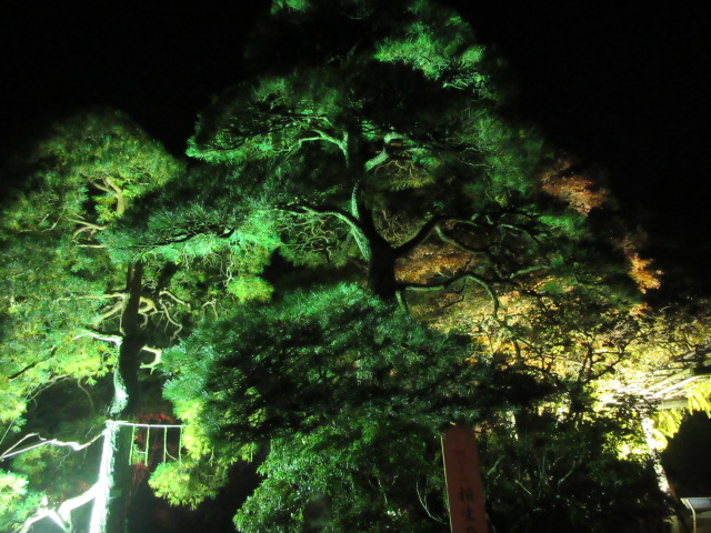 宝登山神社の相生の松
