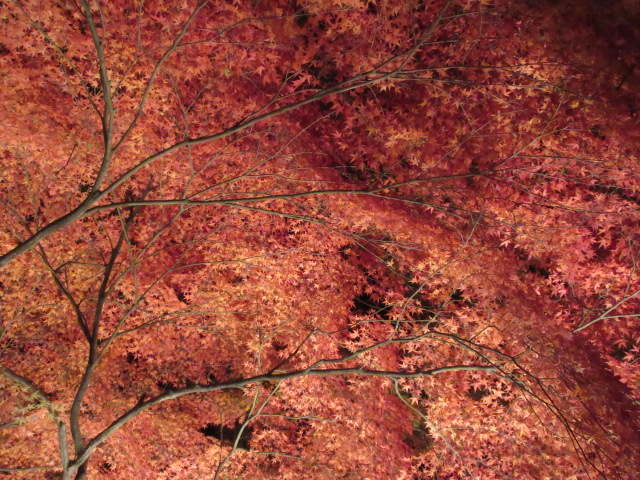 月の石もみじ公園のライトアップ