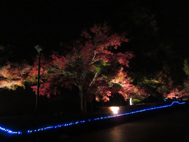 自然の博物館のライトアップ