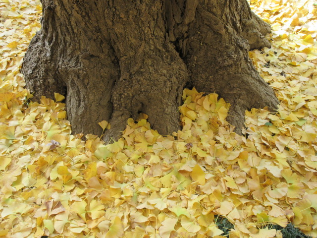 A fallen ginkgo biloba