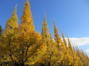 I went to see the autumn leaves to the ginkgo trees in the Meiji Jingu Gaien