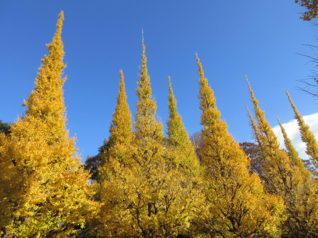 Ginkgo biloba greeted at best time