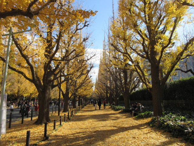 Golden carpet made by deciduous ginkgo biloba