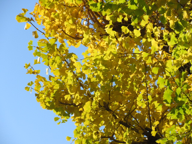 Ginkgo's best time to see it