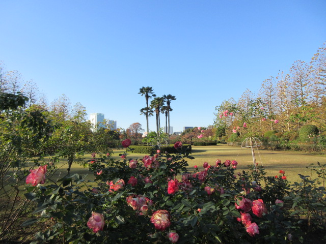フランス式整形庭園のバラ花壇