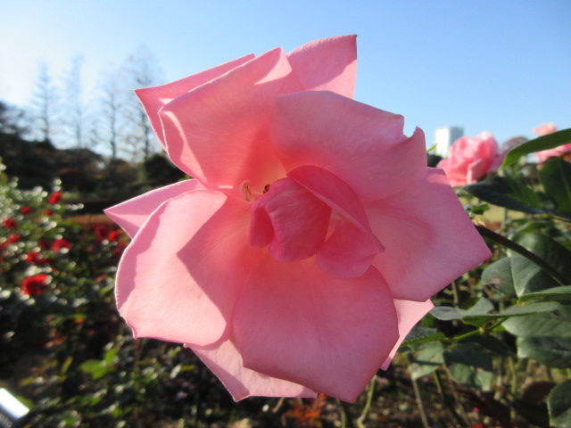 ピンク色の秋バラ