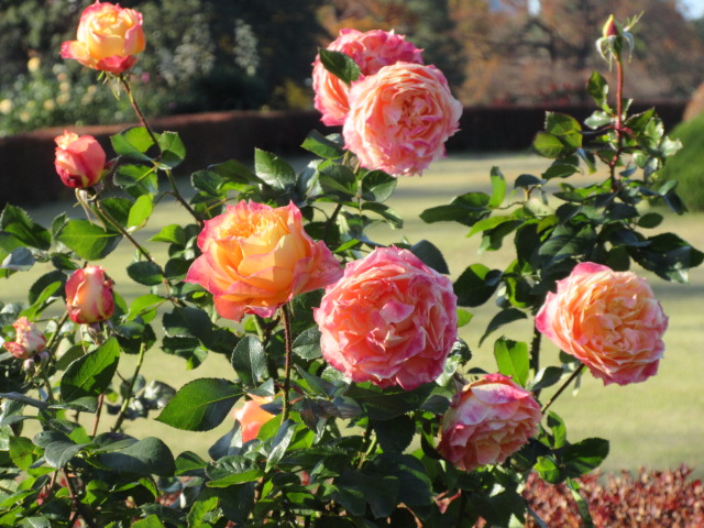 見頃を迎えた秋バラ