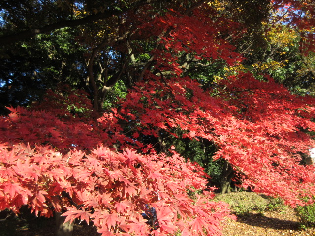 イギリス風景式庭園のカエデ