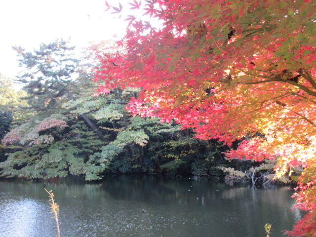 玉藻池と紅葉