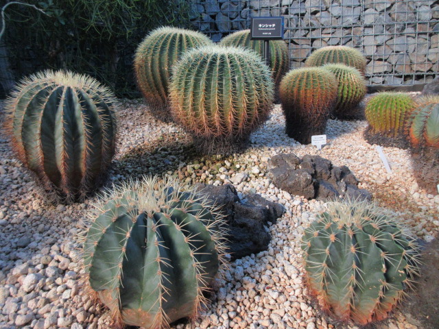 大温室のサボテン