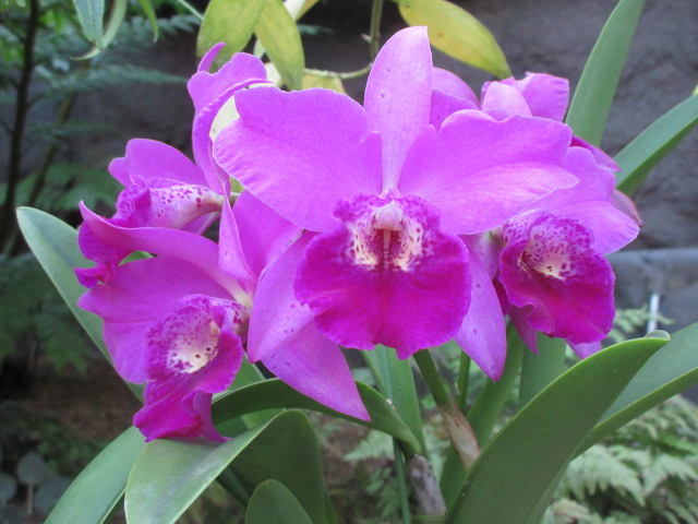 大温室の洋らん