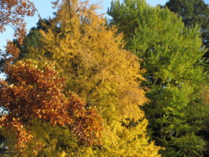 東京で紅葉を見るならここ、都会とは思えない自然が広がる新宿御苑に行きました