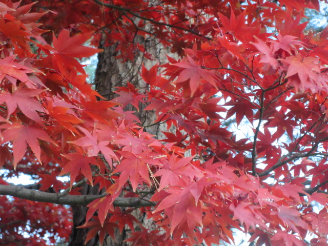 カエデのアップ