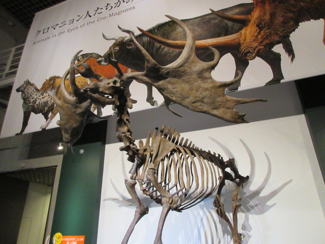 オオツノジカのレプリカ