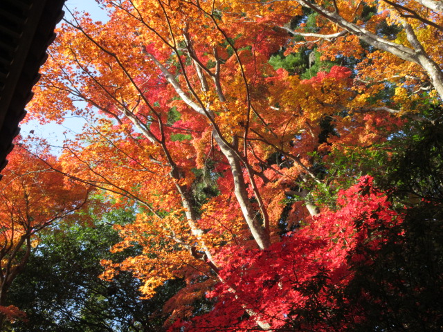 
山門の横にある紅葉
