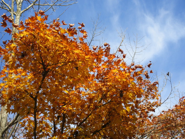 山頂の黄葉