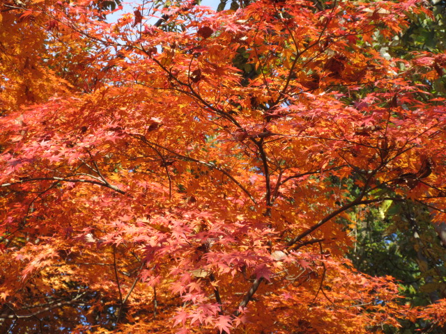 山頂のオレンジ色の葉