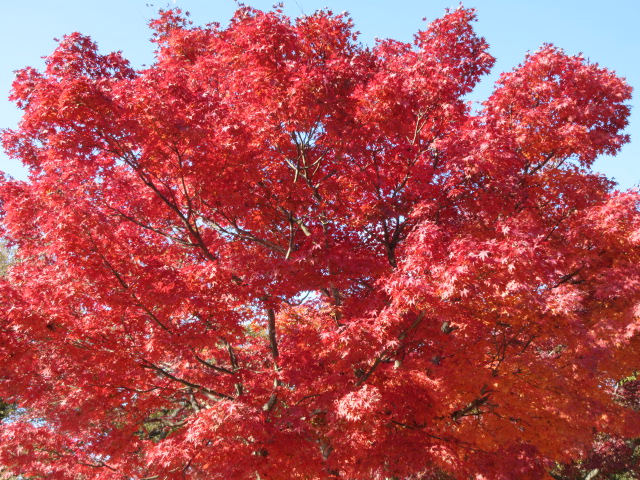 山頂の赤色の葉