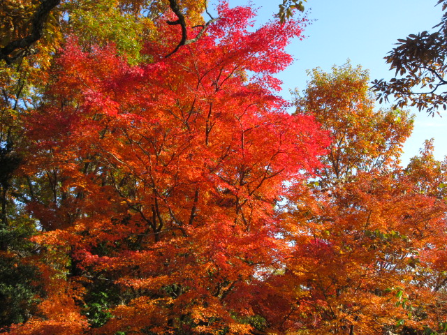 山頂付近の黄葉