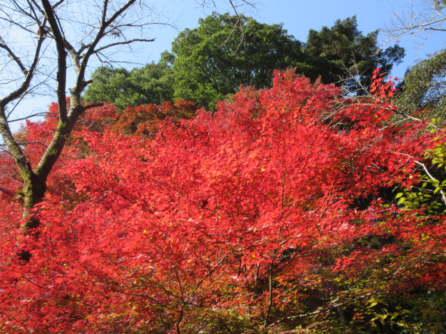 ケーブルカー乗り場の赤色と緑色の葉