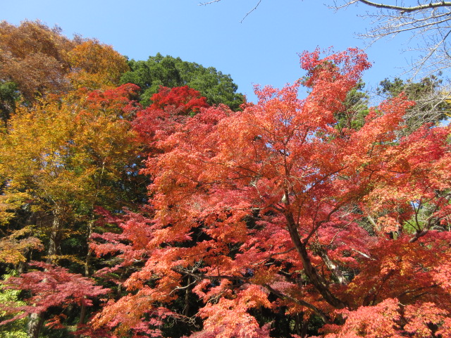
ケーブルカー乗り場の紅葉の全体像