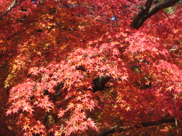 ケーブルカー乗り場のオレンジ色のモミジ