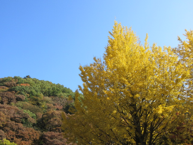高尾山口駅の紅葉