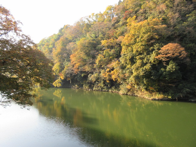 相模川に映る紅葉