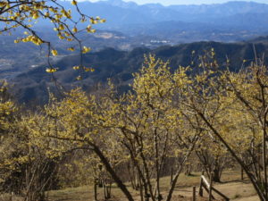 甘い香りに癒される、ロウバイや梅が咲く長瀞の宝登山でハイキングをしました