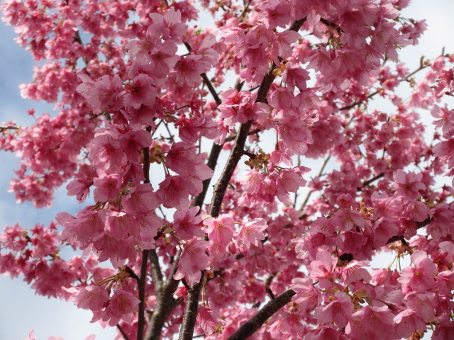 河津桜の開花状況